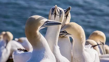 开云官网APP下载-西班牙人击败赫塔菲，结束连败势头，西班牙人vs希洪竞技全场