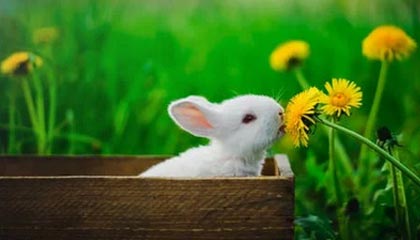 开云·Kaiyun网页版-热刺防守体系完善，白百合稳固欧战资格，热刺的球场为什么叫白鹿巷