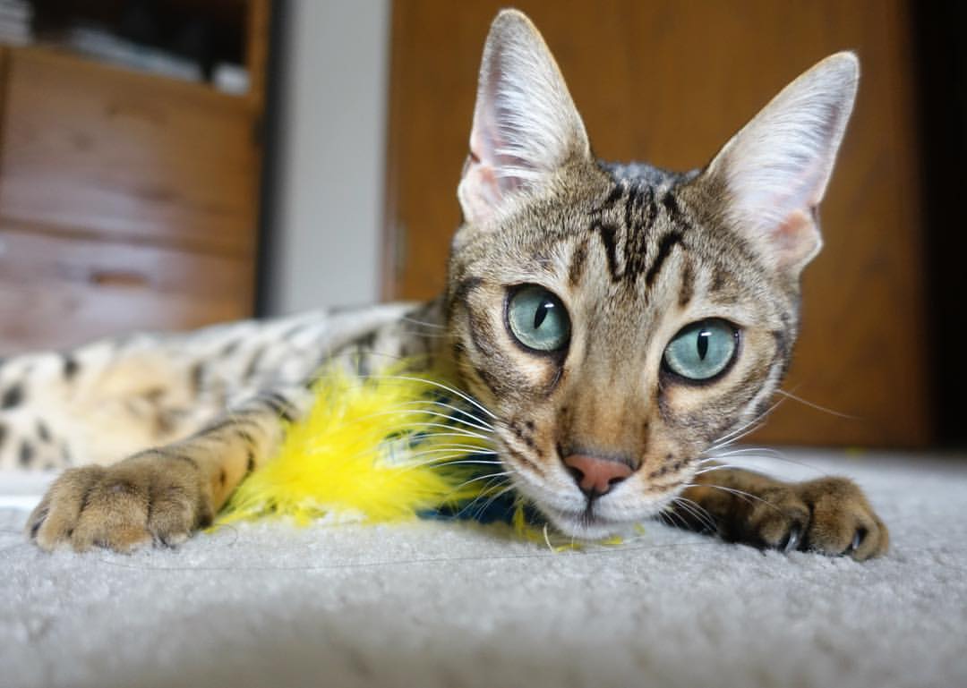 kaiyun体育app-王楚钦连续两轮零封强势晋级，王楚钦什么来头